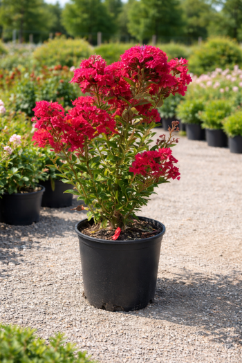 Лагерстремія індійська Петіт Ред|Lagerstroemia indica Petite Red|Лагерстремия индийская Петит Ред 